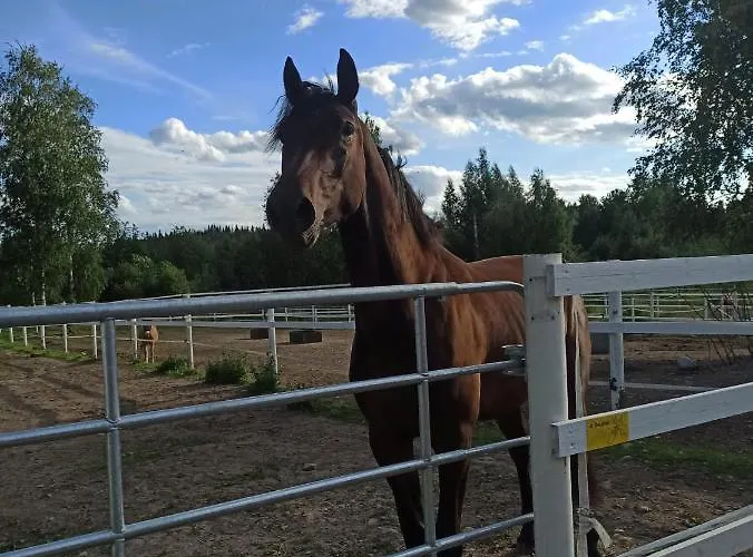 Apartman Bb Polle - With The Horse View Mikkeli
